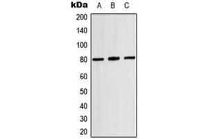 Western blot analysis of TAU (pT529) expression in HEK293T (A), mouse brain (B), rat brain (C) whole cell lysates. (tau Antikörper  (pSer529))