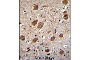 KCTD8 Antibody immunohistochemistry analysis in formalin fixed and paraffin embedded human brain tissue followed by peroxidase conjugation of the secondary antibody and DAB staining. (KCTD8 Antikörper  (C-Term))