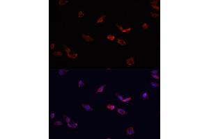Immunofluorescence analysis of HeLa cells using BMPR2 antibody  at dilution of 1:100. (BMPR2 Antikörper  (AA 27-150))