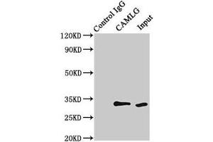 Immunoprecipitating CAMLG in HEK293 whole cell lysate Lane 1: Rabbit control IgG (1 μg) instead of ABIN7146310 in HEK293 whole cell lysate. (CAMLG Antikörper  (AA 1-189))