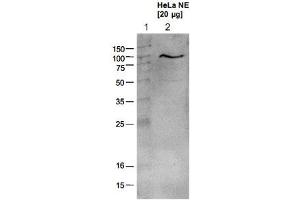 Western blot analysis using the Ezh2 polyclonal antibody . (EZH2 Antikörper  (AA 1-343))