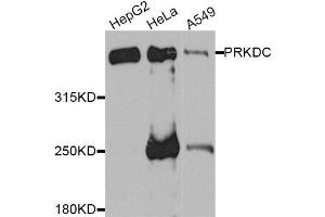 Western blot analysis of extracts of various cell lines, using PRKDC antibody.