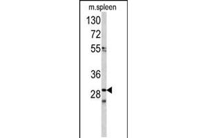 Western blot analysis of CDCA3 antibody in mouse spleen tissue lysates(35ug/lane) (CDCA3 Antikörper  (N-Term))