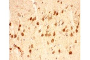 IHC-P testing of mouse brain tissue (BDNF Antikörper  (AA 129-247))