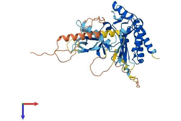 IP6K2 Protein (AA 1-448) (His tag)