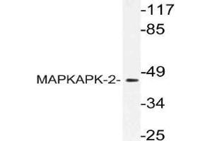 Western blot (WB) analysis of MAPKAPK-2 antibody in extracts from COS cells. (MAPKAP Kinase 2 Antikörper)