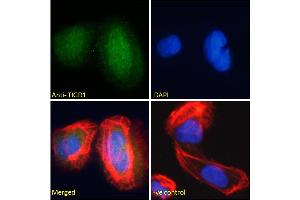 ABIN185179 Immunofluorescence analysis of paraformaldehyde fixed U2OS cells, permeabilized with 0.