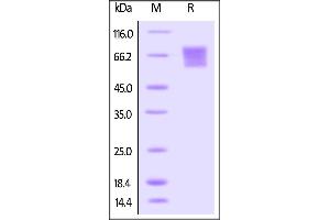 Biotinylated Human CD27, Fc Tag on SDS-PAGE under reducing (R) condition. (CD27 Protein (AA 21-192) (Fc Tag,AVI tag,Biotin))