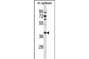 Western blot analysis in mouse spleen tissue lysates (35ug/lane). (TBCC Antikörper  (N-Term))