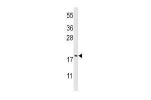 Western blot analysis of CFL1 Antibody (Center) (ABIN650759 and ABIN2839516) in HL-60 cell line lysates (35 μg/lane). (Cofilin Antikörper  (AA 70-98))