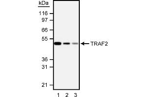 Western Blotting (WB) image for anti-TNF Receptor-Associated Factor 2 (TRAF2) (AA 93-199) antibody (ABIN967631) (TRAF2 Antikörper  (AA 93-199))