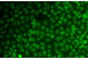 Immunofluorescence analysis of A549 cells using GADD45A Polyclonal Antibody (GADD45A Antikörper)