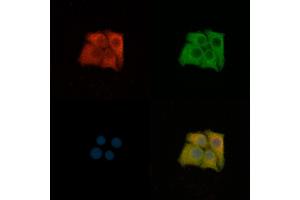 ABIN6259862 and ABIN6276876 staining Hela cells by IF/ICC.