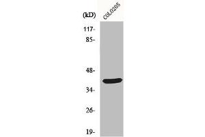 Western Blot analysis of COLO205 cells using MSY2 Polyclonal Antibody (YBX2 Antikörper  (C-Term))