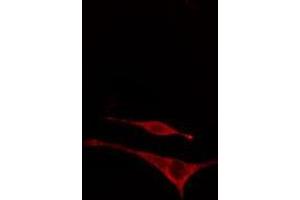 ABIN6277948 staining  NIH-3T3 cells by IF/ICC.