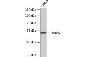 Western blot analysis of extracts of HeLa cells, using Smad2 antibody (ABIN1513537, ABIN3020986, ABIN3020987 and ABIN1514681). (SMAD2 Antikörper)