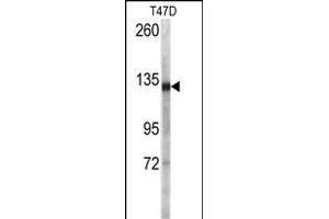 Western blot analysis of anti-DSG2 Antibody (N-term ) ((ABIN392225 and ABIN2841920)) in T47D cell line lysates (35 μg/lane). (Desmoglein 2 Antikörper  (N-Term))