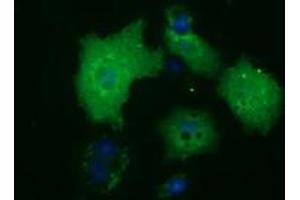 Anti-HDAC10 mouse monoclonal antibody (ABIN2453115) immunofluorescent staining of COS7 cells transiently transfected by pCMV6-ENTRY HDAC10 (RC218536). (HDAC10 Antikörper)