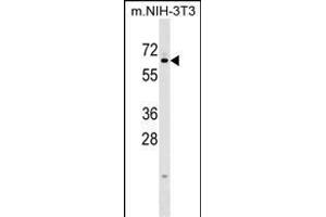 KLHL12 Antibody (C-term) (ABIN1537222 and ABIN2848955) western blot analysis in mouse NIH-3T3 cell line lysates (35 μg/lane). (KLHL12 Antikörper  (C-Term))