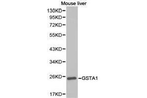 Western Blotting (WB) image for anti-Glutathione S-Transferase alpha 1 (GSTA1) antibody (ABIN1872910) (GSTA1 Antikörper)