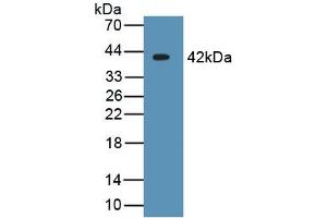 WB of Protein Standard: different control antibodies against Highly purified E. (CRYL1 ELISA Kit)