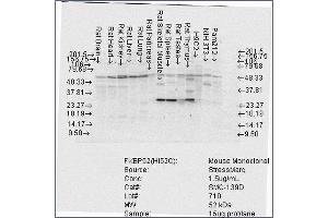 Western Blot analysis of Rat Brain, Heart, Kidney, Liver, Pancreas, Skeletal muscle, Spleen, Testes, Thymus cell lysates showing detection of FKBP52 protein using Mouse Anti-FKBP52 Monoclonal Antibody, Clone Hi52C . (FKBP4 Antikörper  (Atto 390))