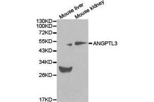 Western Blotting (WB) image for anti-Angiopoietin-Like 3 (ANGPTL3) antibody (ABIN1870975) (ANGPTL3 Antikörper)