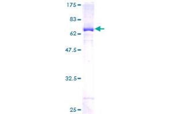 Septin 5 Protein (SEPT5) (AA 1-369) (GST tag)