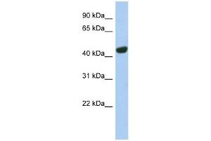 TGOLN2 antibody used at 1 ug/ml to detect target protein. (TGOLN2 Antikörper  (N-Term))
