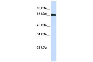Western Blotting (WB) image for anti-DDB1 and CUL4 Associated Factor 11 (DCAF11) antibody (ABIN2458678)