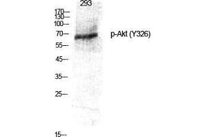 Western Blot (WB) analysis of specific cells using Phospho-Akt (Y326) Polyclonal Antibody.