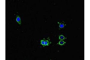 Immunofluorescent analysis of Hela cells using ABIN7163088 at dilution of 1:100 and Alexa Fluor 488-congugated AffiniPure Goat Anti-Rabbit IgG(H+L)