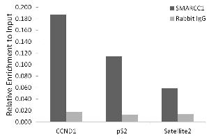 Chromatin immunoprecipitation analysis of extracts of MCF7 beta-estradiol cells, using SM/B antibody  and rabbit IgG. (SMARCC1 Antikörper)