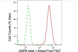 Flow cytometric analysis of AMPK beta 1 expression in H9c2 cells using AMPK beta 1 antibody (ABIN7800009), 1:2,000).
