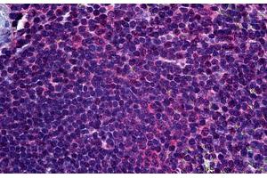 Anti-FADS1 antibody IHC staining of human spleen. (FADS1 Antikörper  (AA 1-100))
