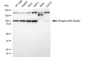 Western blotting analysis using phospho-Nrf2 (Ser40) antibody (ABIN7799631).