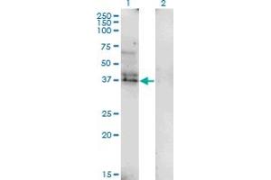 Western Blot analysis of LAIR1 expression in transfected 293T cell line by LAIR1 monoclonal antibody (M01), clone 2G4. (LAIR1 Antikörper  (AA 188-287))