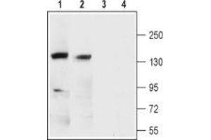 Western blot analysis of rat (lanes 1 and 3) and mouse brain membranes (lanes 2 and 4): - 1,2. (KCNMA1 Antikörper  (1st Extracellular Loop))