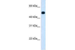 Western Blotting (WB) image for anti-3-Hydroxy-3-Methylglutaryl-CoA Synthase 2 (Mitochondrial) (HMGCS2) antibody (ABIN2462432) (HMGCS2 Antikörper)