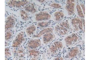 IHC-P analysis of Mouse Stomach Tissue, with DAB staining. (FLIP Antikörper  (AA 210-460))