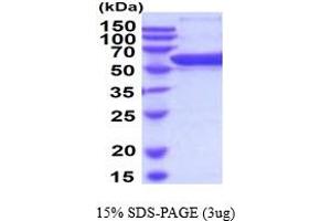 SDS-PAGE (SDS) image for Prolyl 4-Hydroxylase, beta Polypeptide (P4HB) (AA 20-509) (Active) protein (His tag) (ABIN5854508)