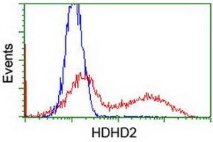 HEK293T cells transfected with either RC205967 overexpress plasmid (Red) or empty vector control plasmid (Blue) were immunostained by anti-HDHD2 antibody (ABIN2454582), and then analyzed by flow cytometry. (HDHD2 Antikörper)