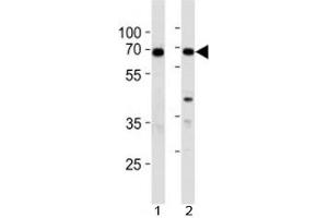 XRCC6 antibody western blot analysis in 1) 293 and 2) A549 lysate (XRCC6 Antikörper  (AA 228-254))