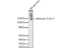 Western blot analysis of extracts of Mouse liver, using Niemann Pick C1 antibody (ABIN7268911) at 1:1000 dilution.