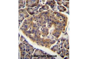 CO040 Antibody (C-term) immunohistochemistry analysis in formalin fixed and paraffin embedded human pancreas tissue followed by peroxidase conjugation of the secondary antibody and DAB staining.