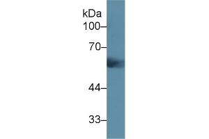 Detection of UMOD in Mouse Serum using Polyclonal Antibody to Uromodulin (UMOD) (Uromodulin Antikörper  (AA 32-151))