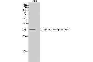 Western Blotting (WB) image for anti-Olfactory Receptor, Family 51, Subfamily A, Member 7 (OR51A7) (C-Term) antibody (ABIN3186111) (OR51A7 Antikörper  (C-Term))