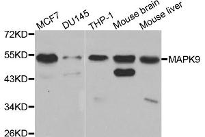 Western blot analysis of extracts of various cell lines, using MAPK9 antibody. (JNK2 Antikörper)