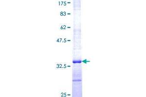 ELAVL4 Protein (AA 312-380) (GST tag)