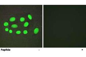 Immunofluorescence analysis of A-549 cells, using SPZ1 polyclonal antibody . (SPZ1 Antikörper)